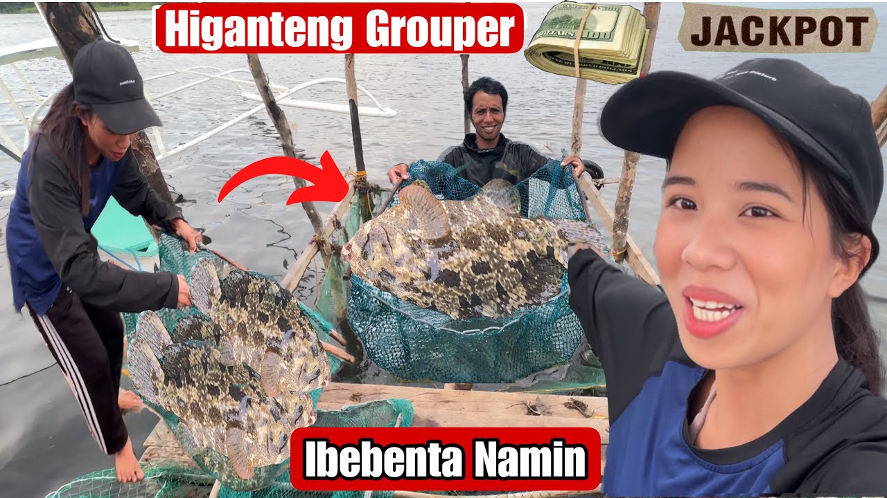 Ganto Namin Hinaharvest Ang Grouper Fish Sa Fishcage Namin