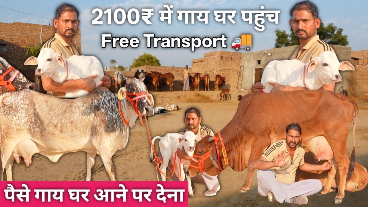 2100₹ में गाय आपके घर New Year Offer 8 Sahiwal Rathi Gir Cow ✨18 लीटर तक दूध 👉 Cash on Delivery #Cow