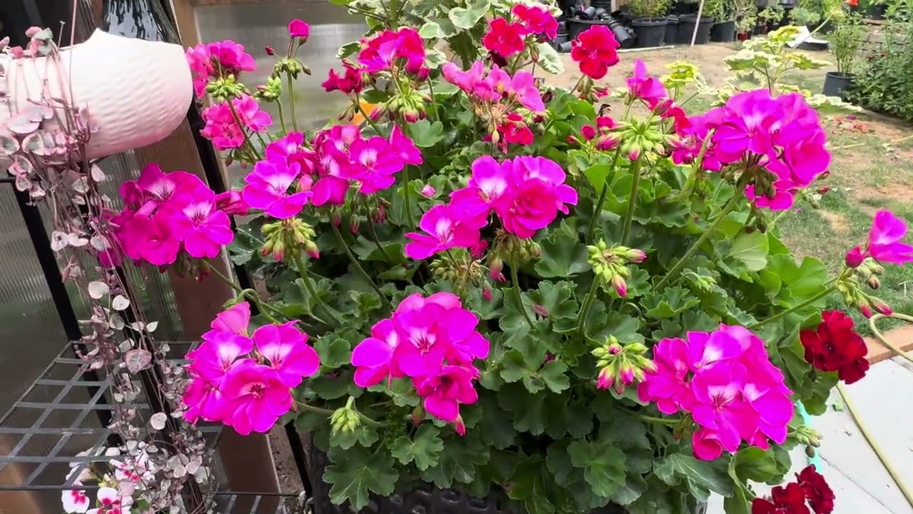 Seguimiento de mis geranios 🌸🌺🌸🌺#garden #trending #flowers #flowers #plants 🌷🌺🌸🪴🪴🪴🪴