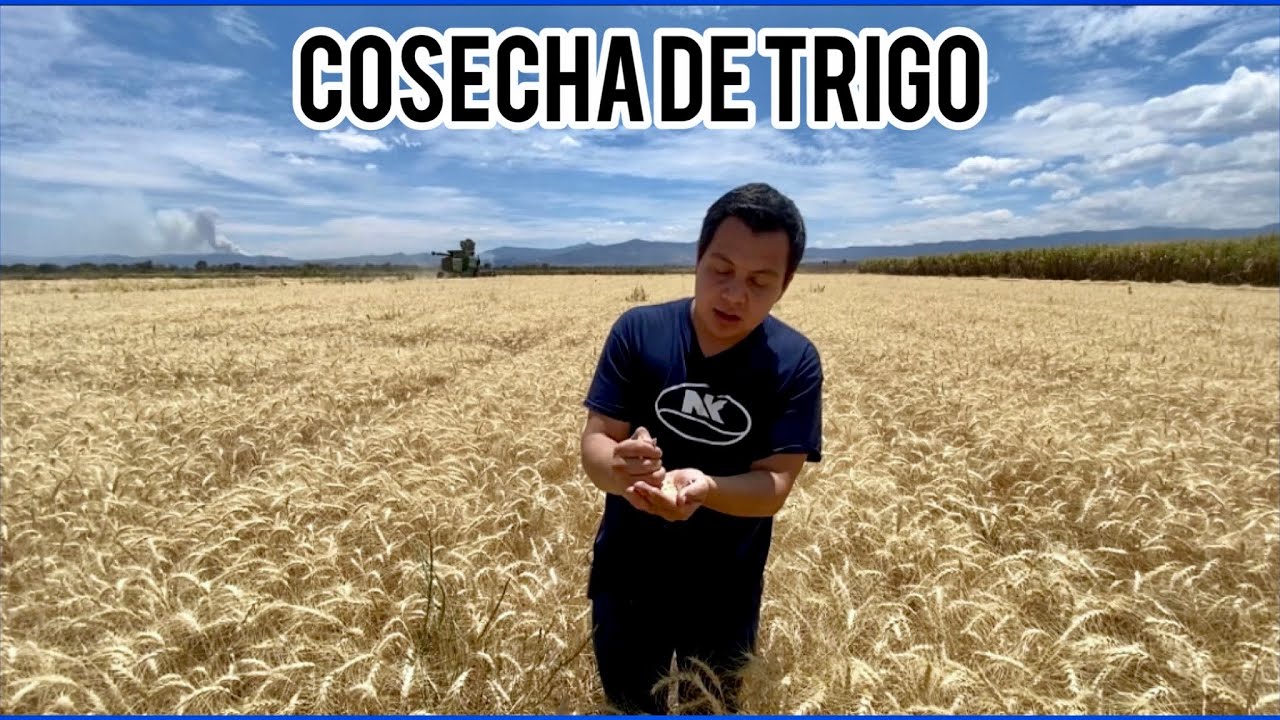 Cosecha de TRIGO 🌾. De Esta Forma se Sembró el Trigo, Características Generales Sobre el Manejo