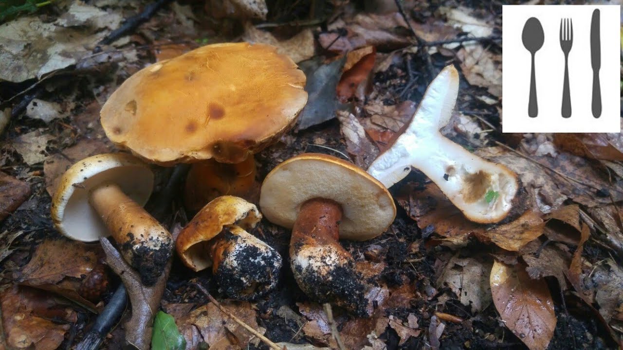 Piaskowiec kasztanowaty (Gyroporus castaneus) Jaworzno 16.09.2017