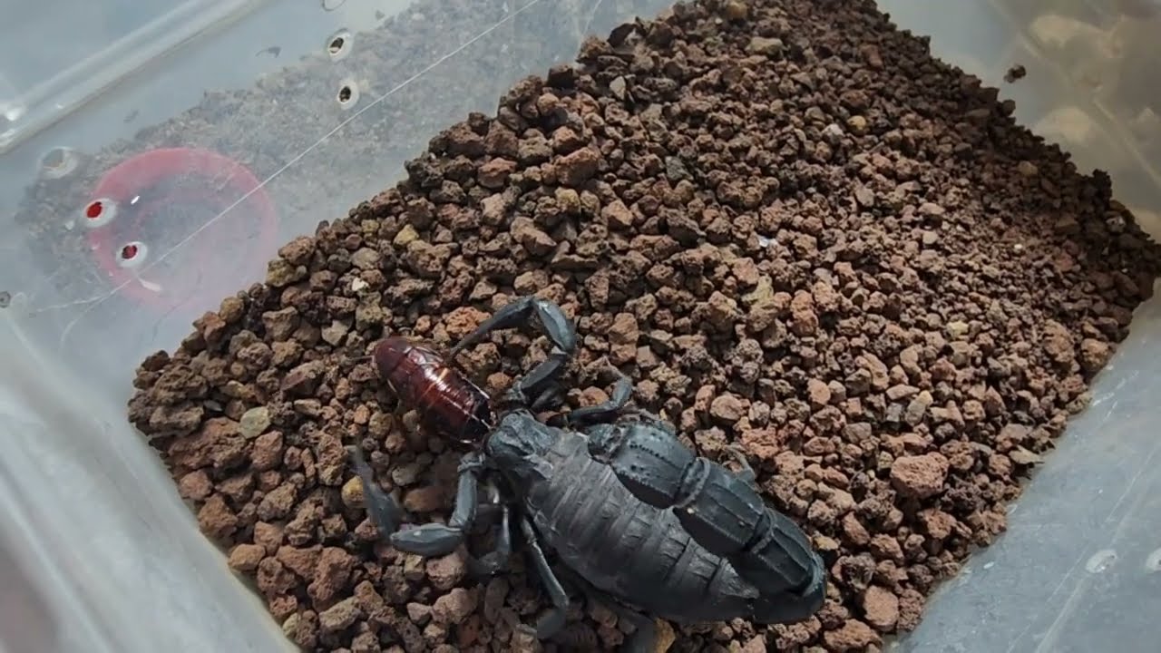 Scorpion feeding video