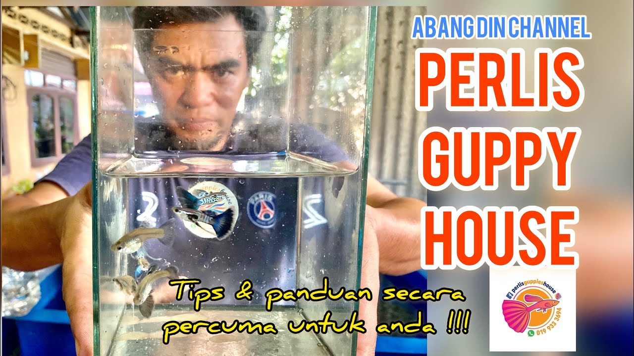 Perlis Guppies House @ Pon santan | Tips & panduan memelihara ikan guppy