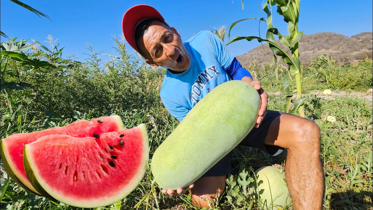 Cortando y comiendo Sandia GRANDE 