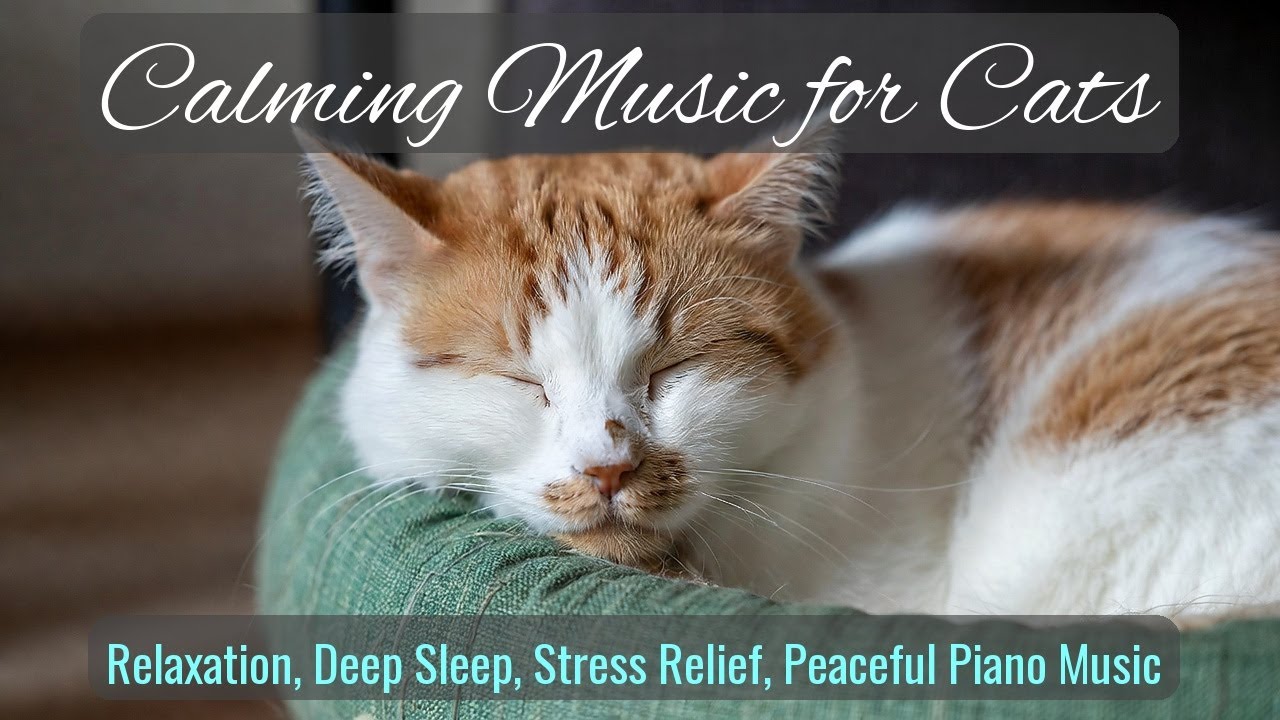 LIVE Cute Sleeping Cat That Makes You Feel Relaxed 😌 | Season 93