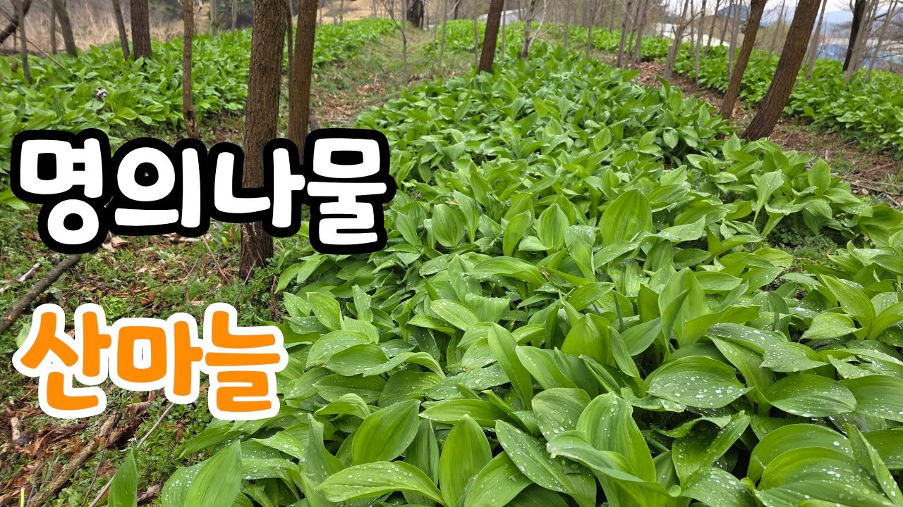 청양  칠갑산 명의나물 (산마늘)  자연 그대로 재배