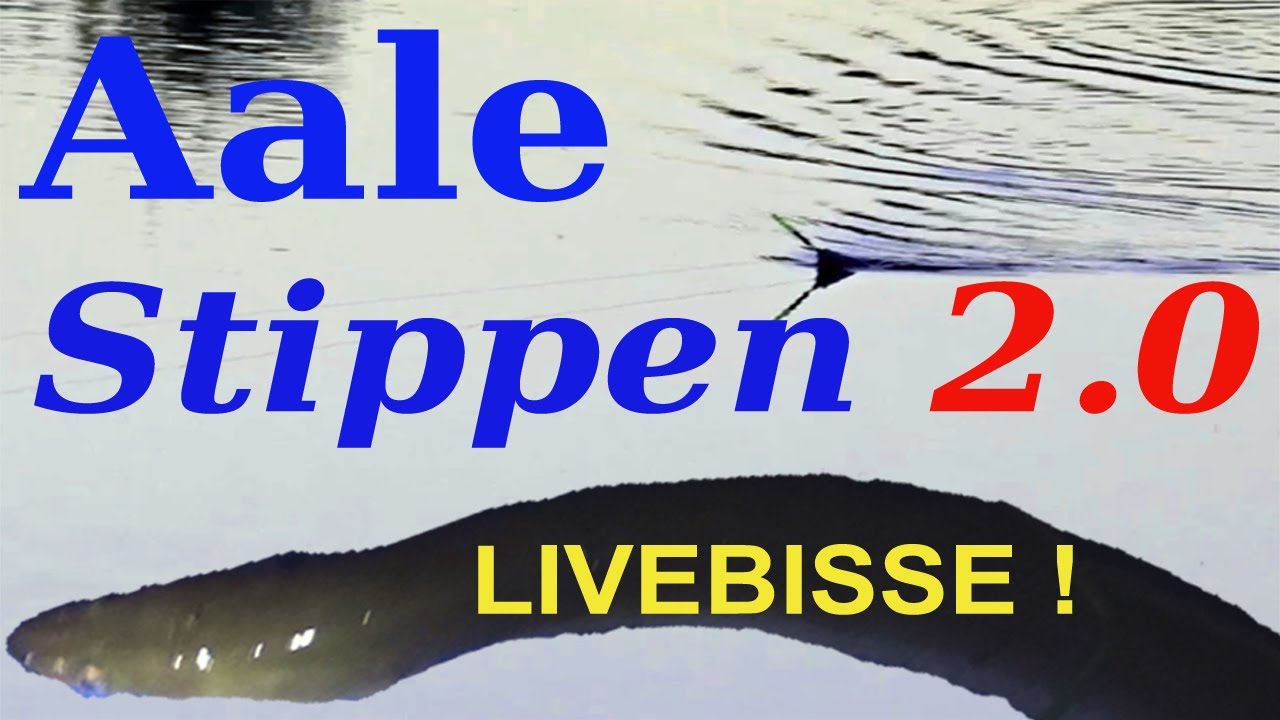 LIVEBISS beim AALANGELN Part 2  |  Aale Stippen beim Posenangeln mit der Stellfischrute im Fluss