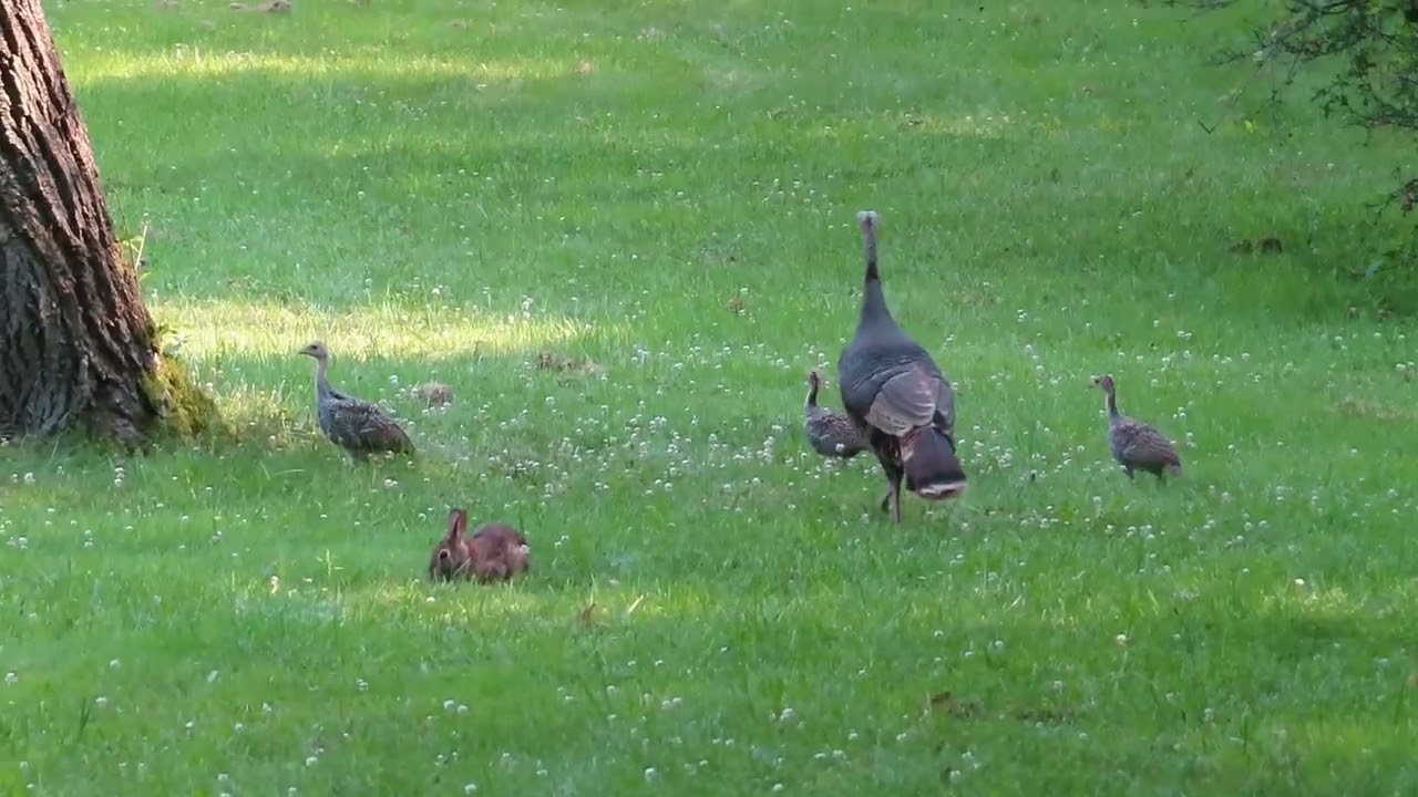 Kids quiz series: Thanksgiving Special Edition (full screen version): Which one is different? Age 3+