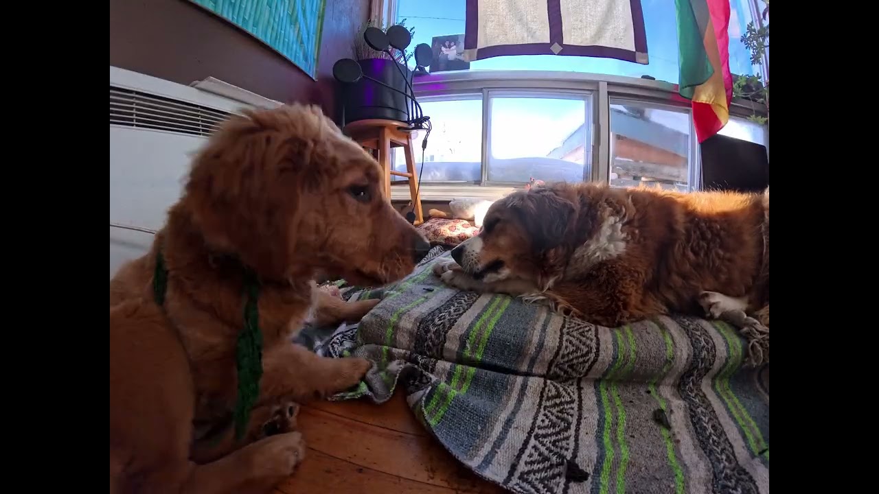 #snacks #zozopirateproduction #dogs #goldenretriever #funny #snow #pets #puppy #rmedia