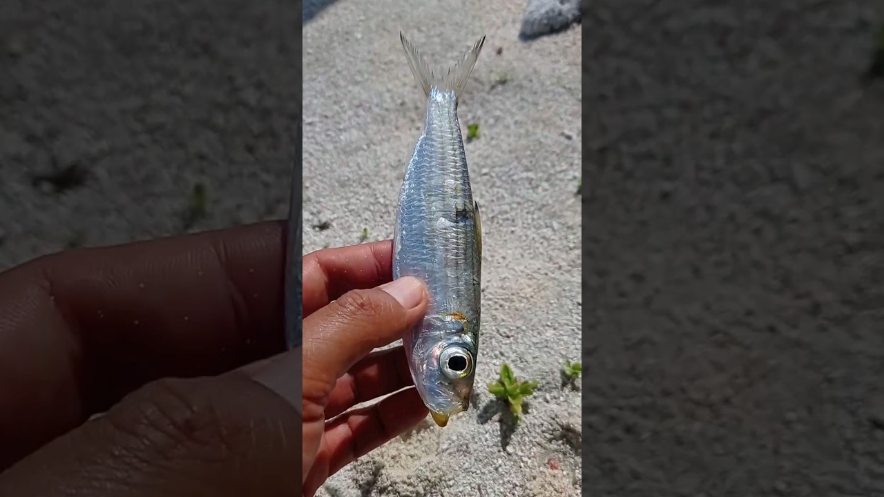 &iquest;C&oacute;mo encarnar sardina en anzuelo?