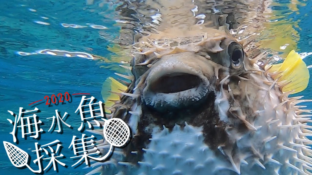 南の島で巨大化したハリセンボンに遭遇【海水魚採集】