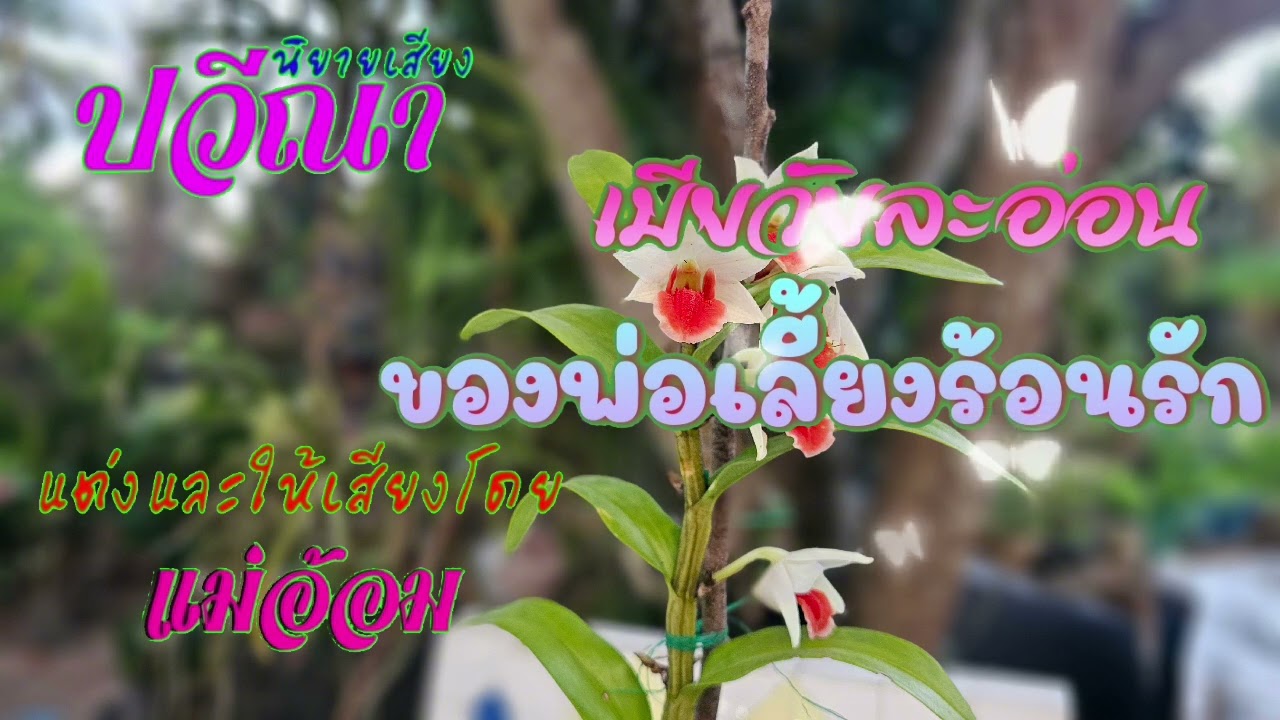 เมียวัยละอ่อนของพ่อเลี้ยงร้อนรัก(จบในตอน) #นิยายเสียง #meeaom