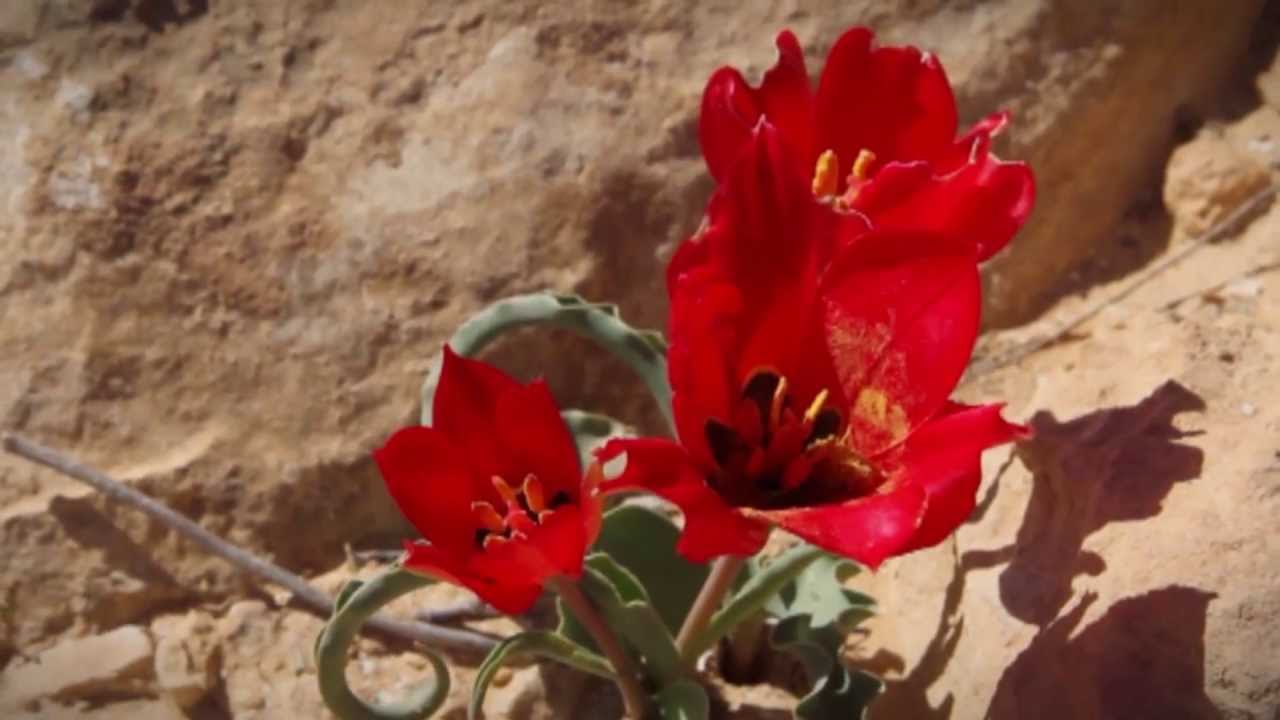 רותם אמפרט נגב, מעגלי חיים