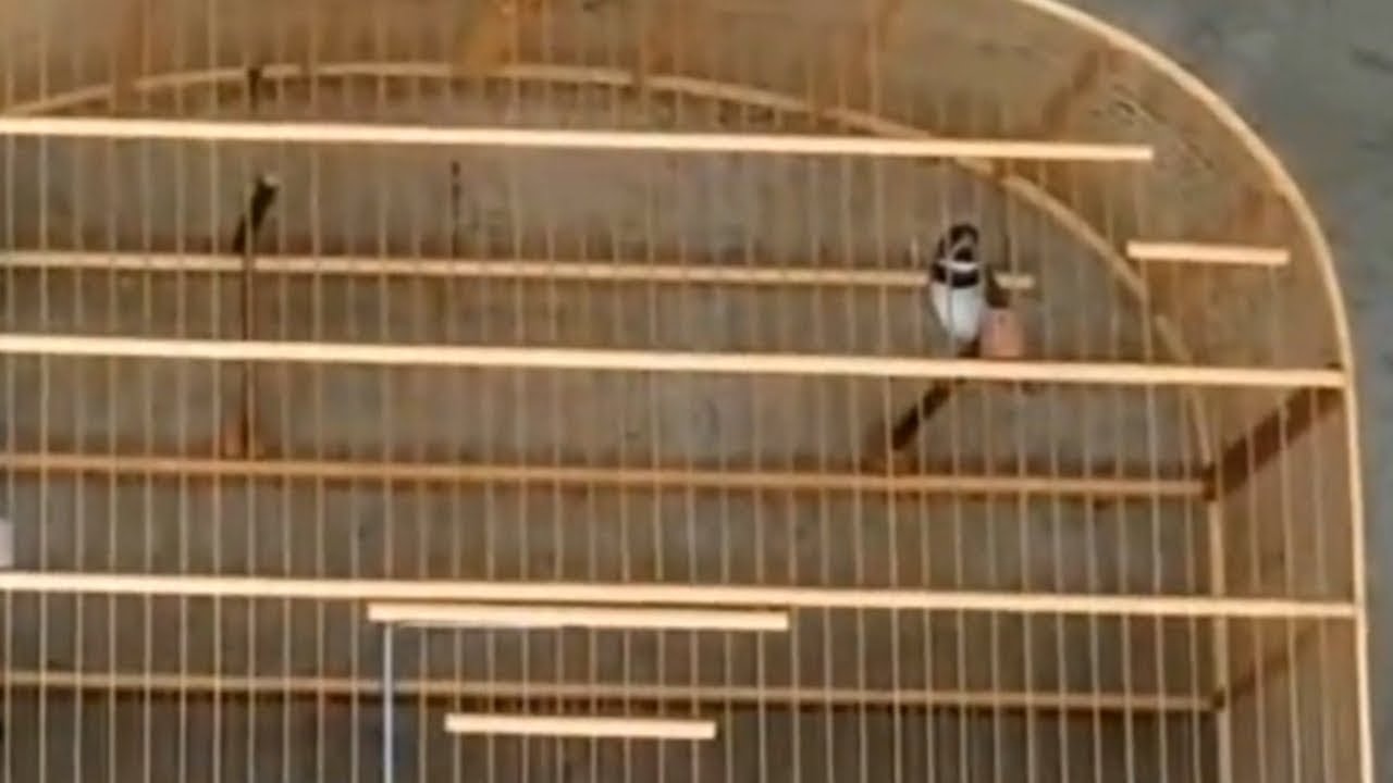 Coleiro canto tui tui zel zel especial 3 H para treino!