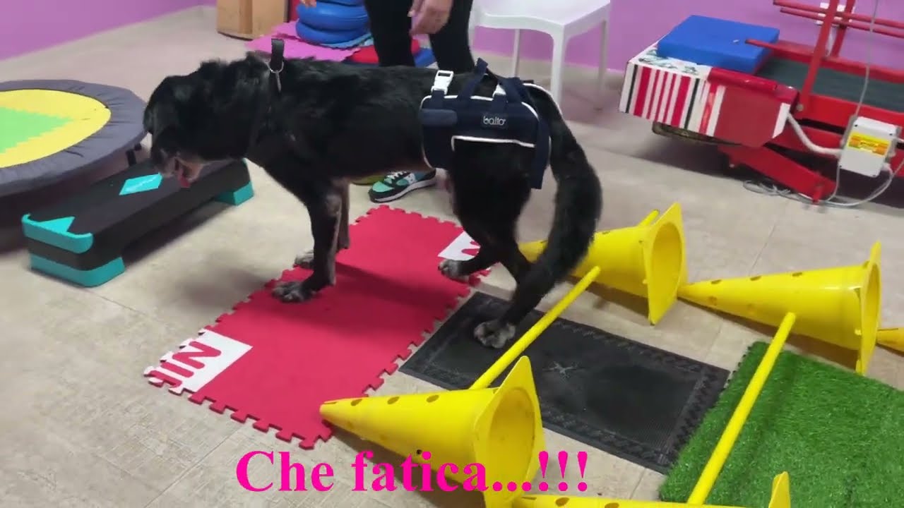 Riabilitazione in cane con poliradiculoneuropatia - Fisioterapia Veterinaria Pisa®