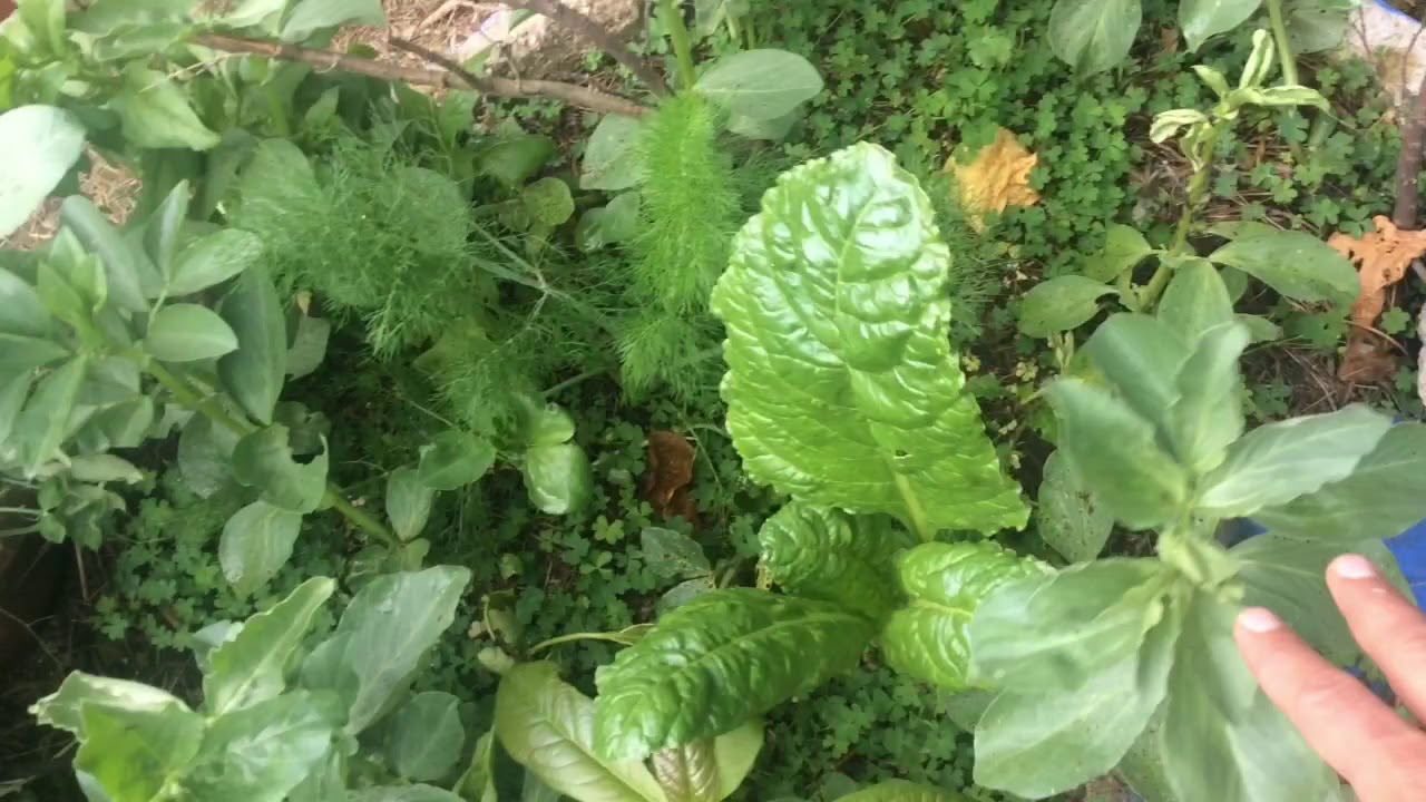 Plantas Anuales, Perennes, Ornamentales y Comestibles en el Huerto en casa.