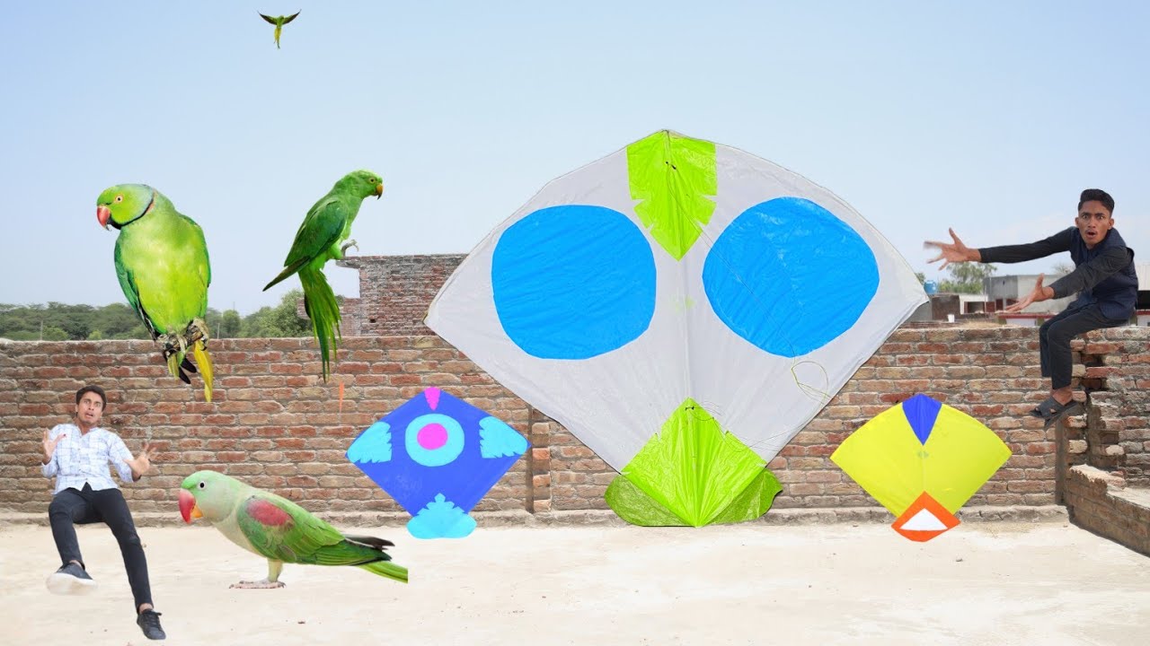 Kite Flying & Caught Raw Parrot | Kite