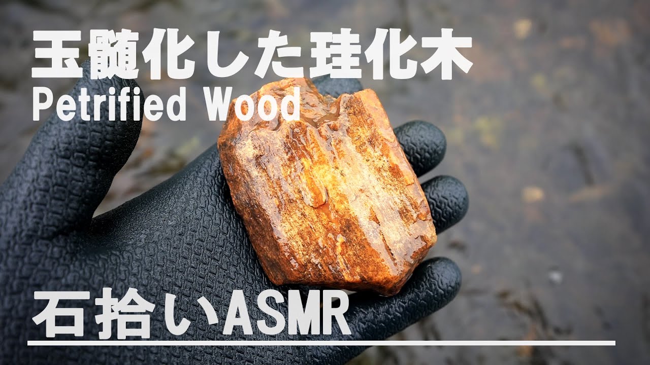 玉髄化した珪化木