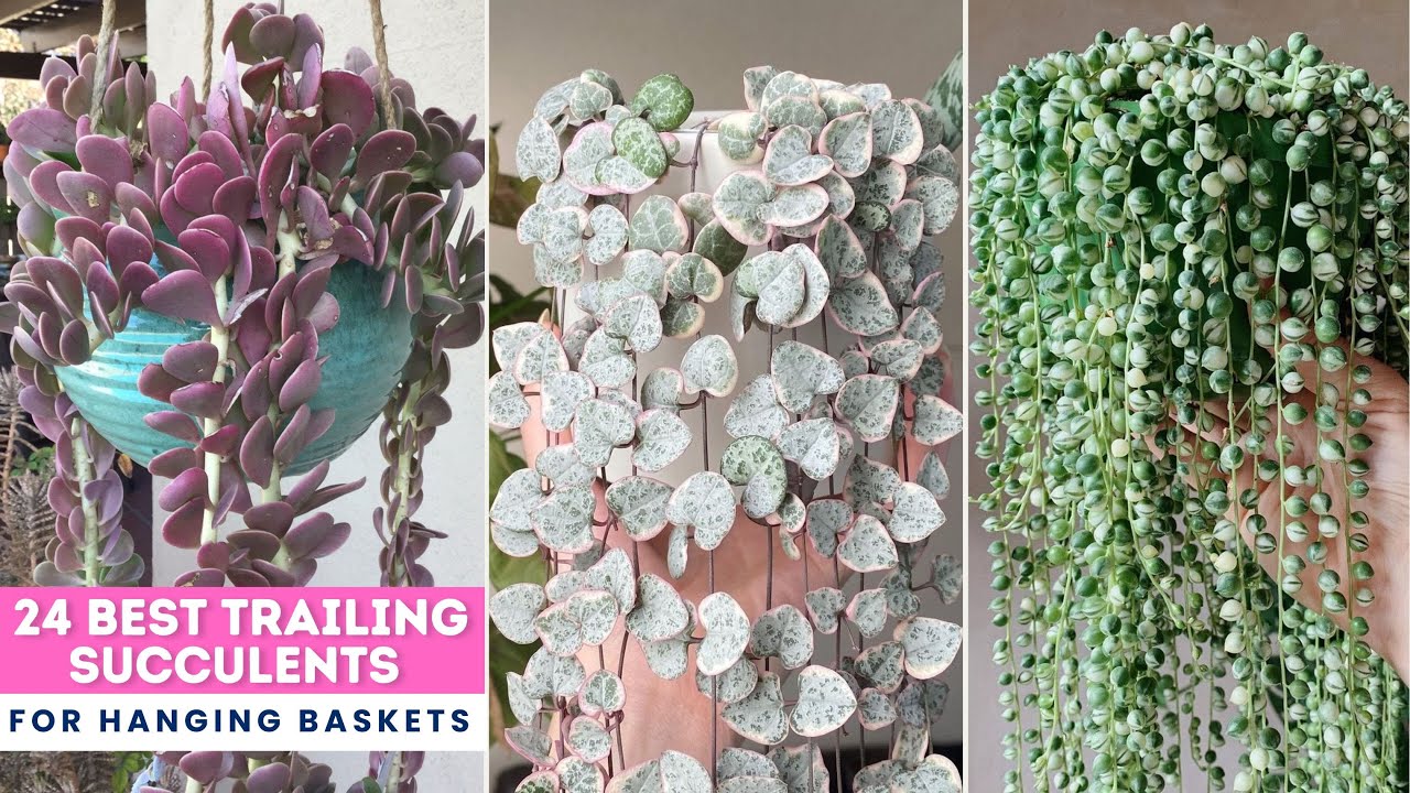 24 Best Trailing Succulent for Hanging Baskets