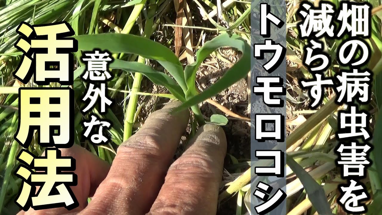 【自然農】トウモロコシ意外な活用法！畑の病虫害を減らす　2023年4月29日【natural farming】