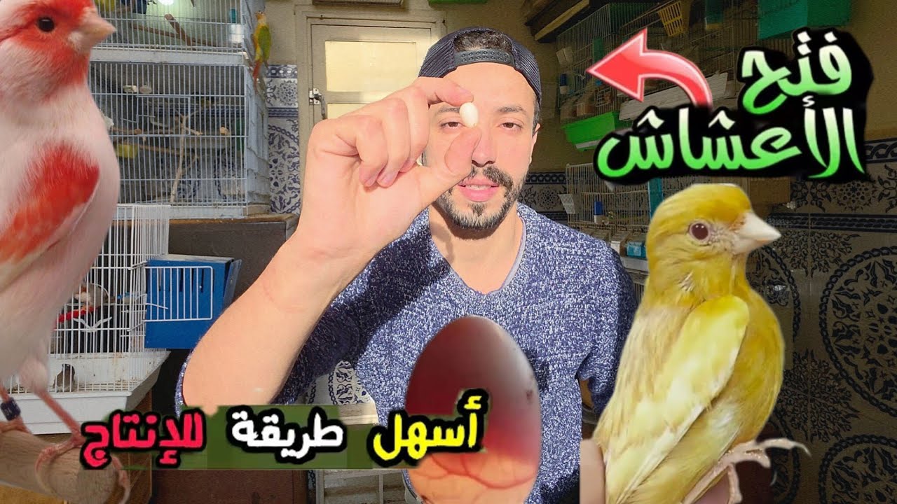 فتح الأعشاش🔥 كيف تتعامل مع البطن الثاني للكناري  موزايك وتغذية الفراخ أثناء الفطم #تربية_الطيور 