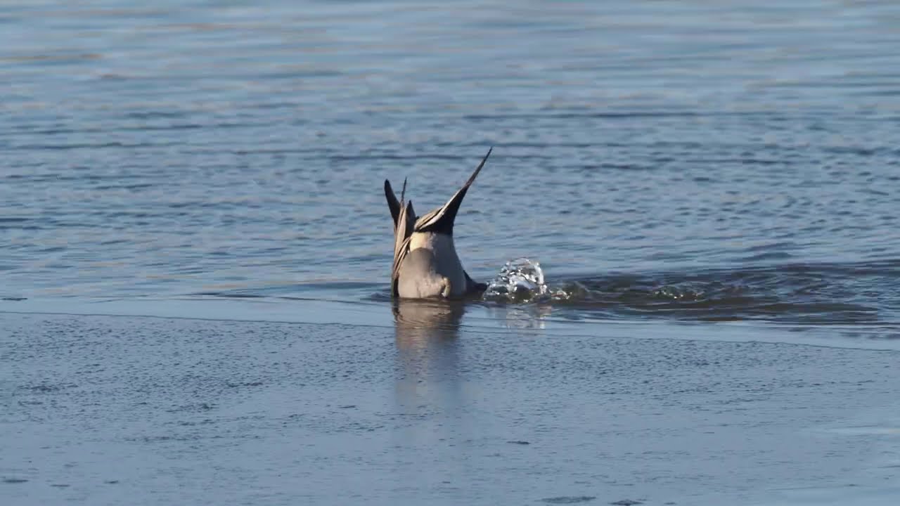 Pijlstaart, Northern pintail, Spie&szlig;ente, Canard pilet