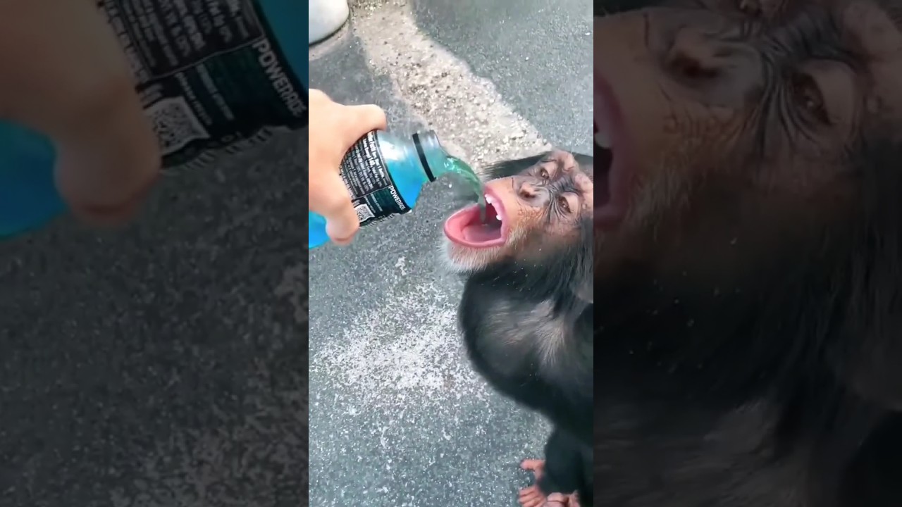 monkey na Pani pia #funny #funnyshort#kidsfunnycartoon