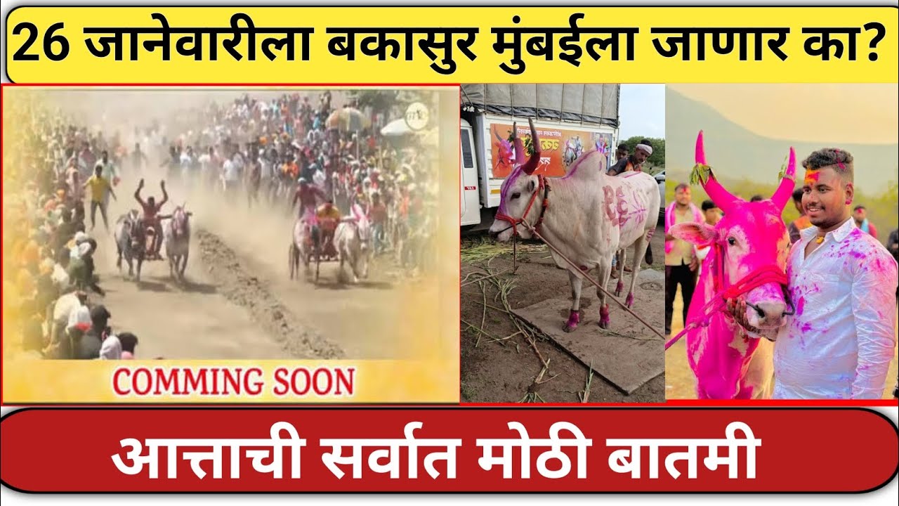 देसाई सावली मैदान बद्दल सर्वात मोठे अपडेट|Desai savali maidan|live bailgada sharyat today|bakasur 