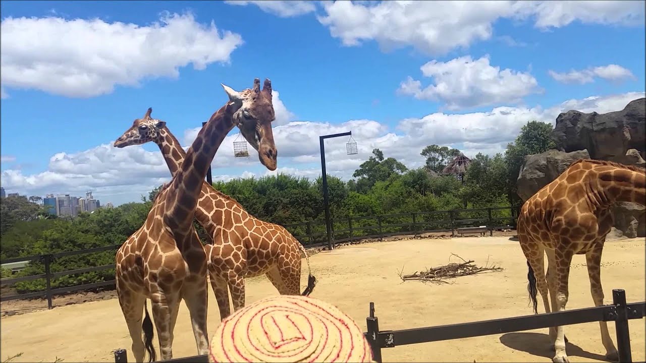giraffe feeding Taronga Zoo Sydney 29/12/2015.