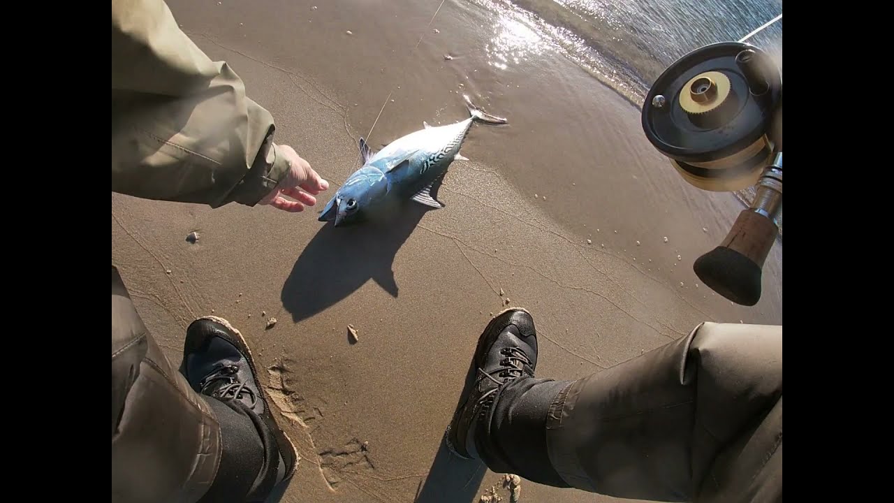 False albacore fly fishing on beach on a falling apart Billy Pate reel and redfin pickerel same day