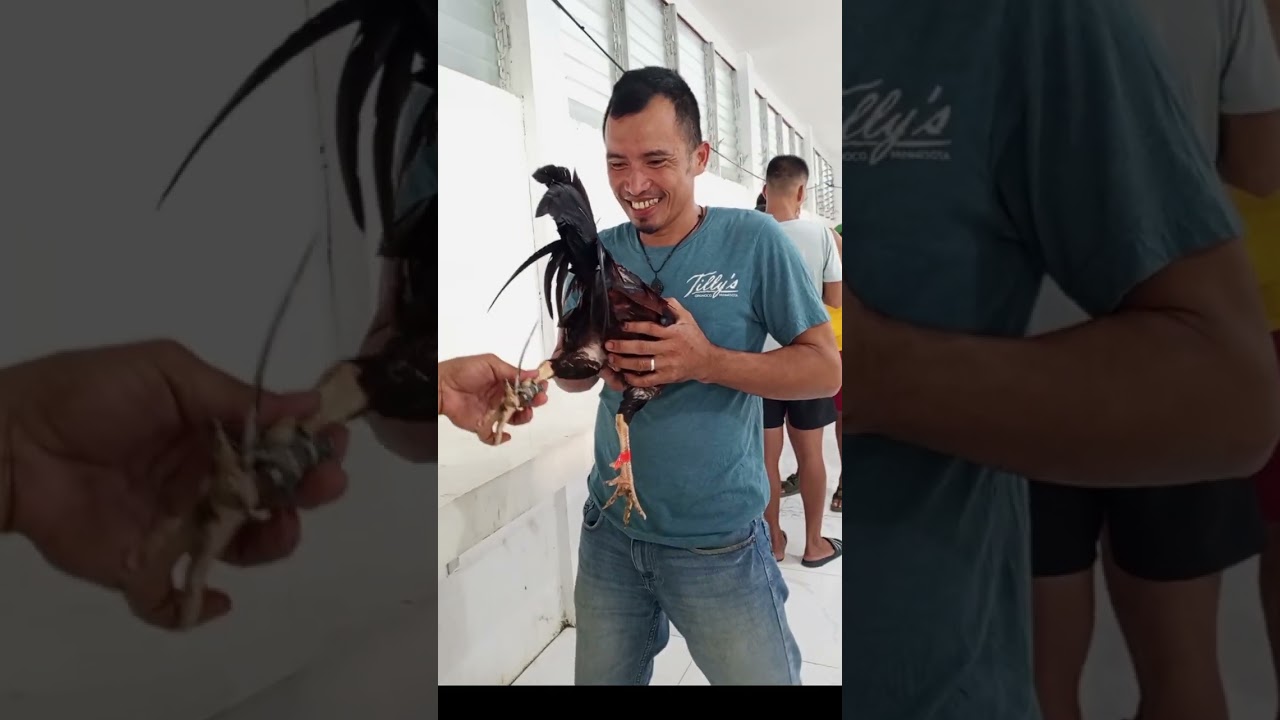 Ganito dapat maglagay ng Tari sa manok na panabong.