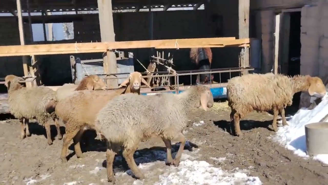 5 баш ургачы козулар сатылат 0708797970