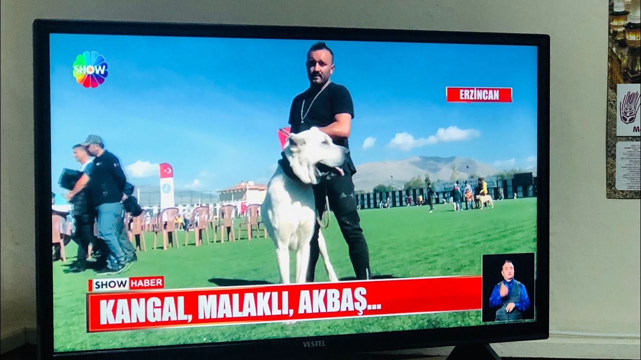 KELKİT YARIŞMASI 🥇ASLAN🥇