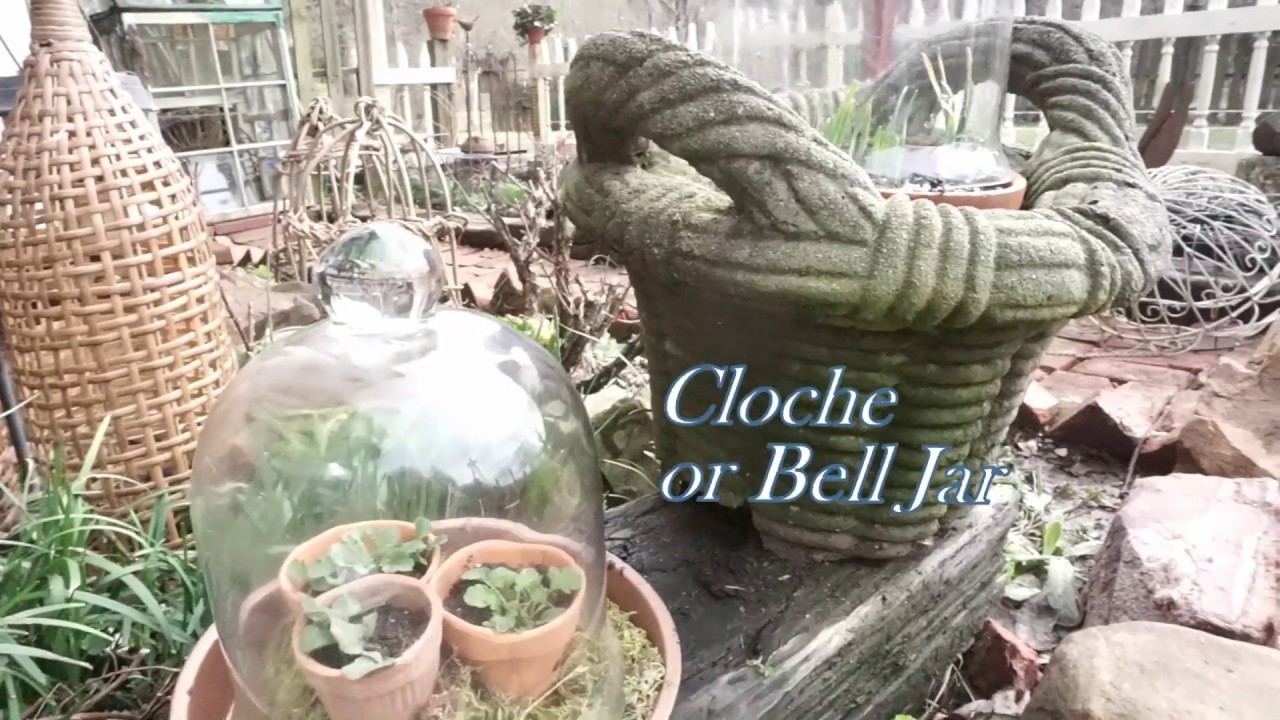 The Garden Cloche, it's history, uses and design. Part 1