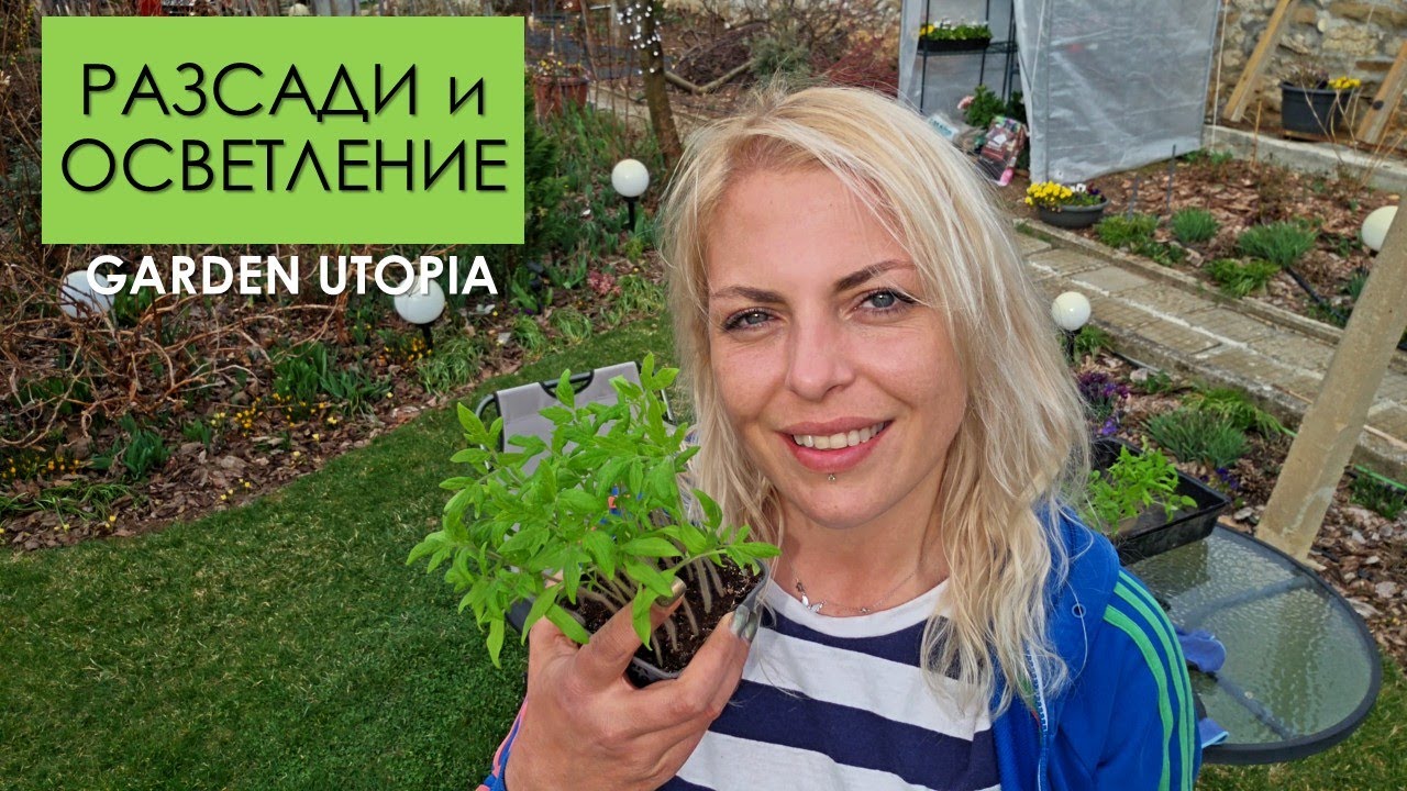 Пикиране на ДОМАТИ, развитие на разсадите, ОСВЕТЛЕНИЕ за разсади