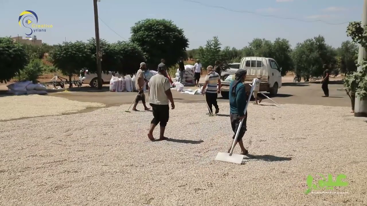 طريقة تقشير وتجهيز الفستق الحلبي بعد القطاف