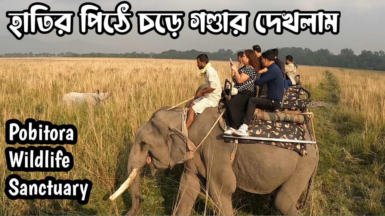হাতির পিঠে চড়ে মন ভোরে গণ্ডার দেখলাম | Elephant Safari at Pobitora Wildlife Sanctuary Assam