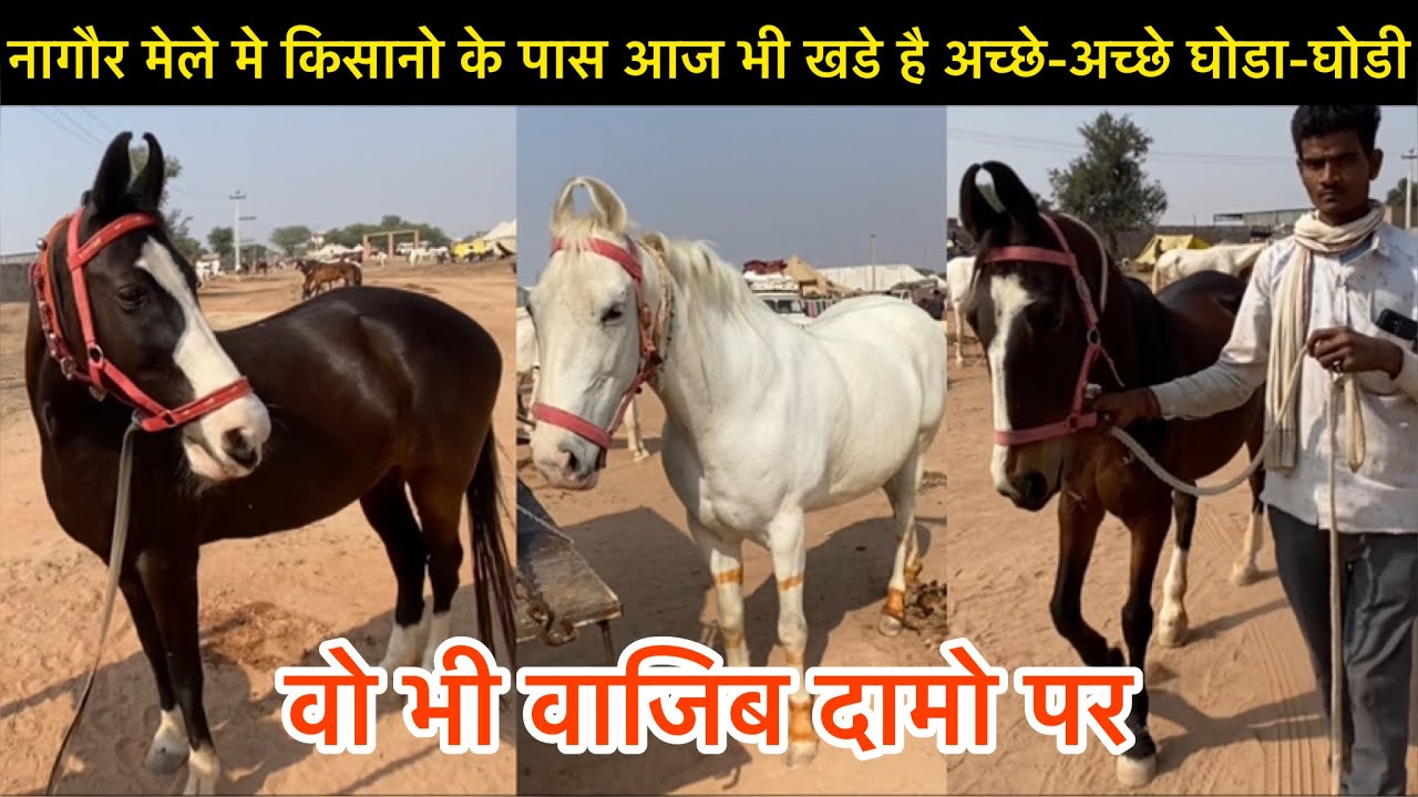 Nagaur mela 2024 अगर सस्ते घोडा-घोडी लेने है तो आ जाओ नागौर मेले मे! जल्दी करो मोका निकल जायेगा