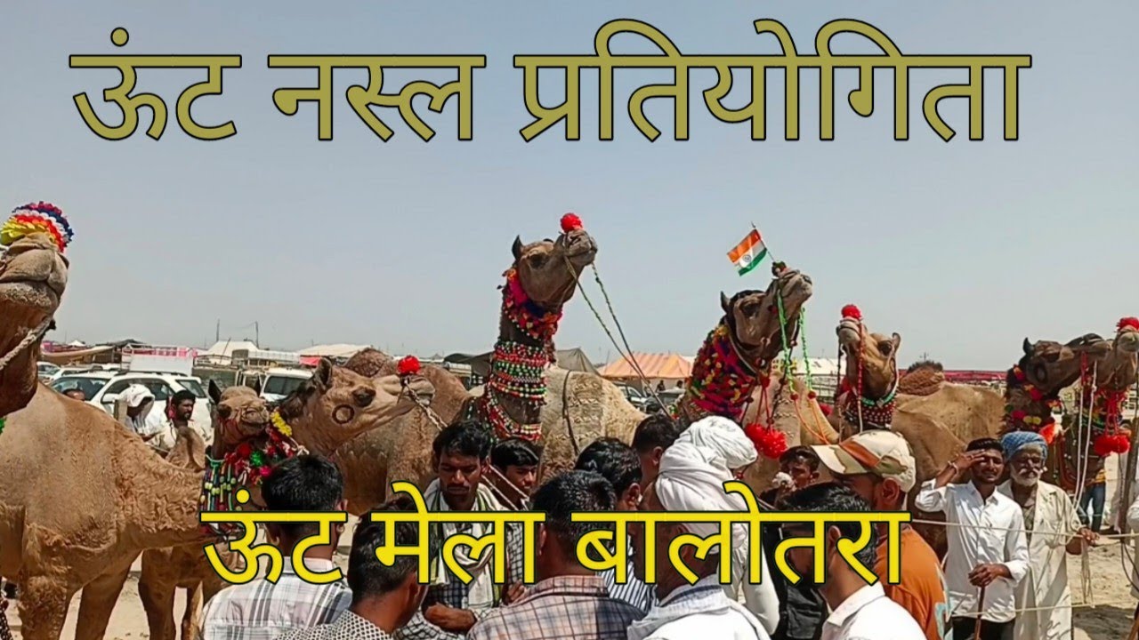 ऊंट नस्ल प्रतियोगिता में भाग लेते ऊंट। ऊंट मेला बालोतरा। camel fair balotra #ऊंट #मेला #camel