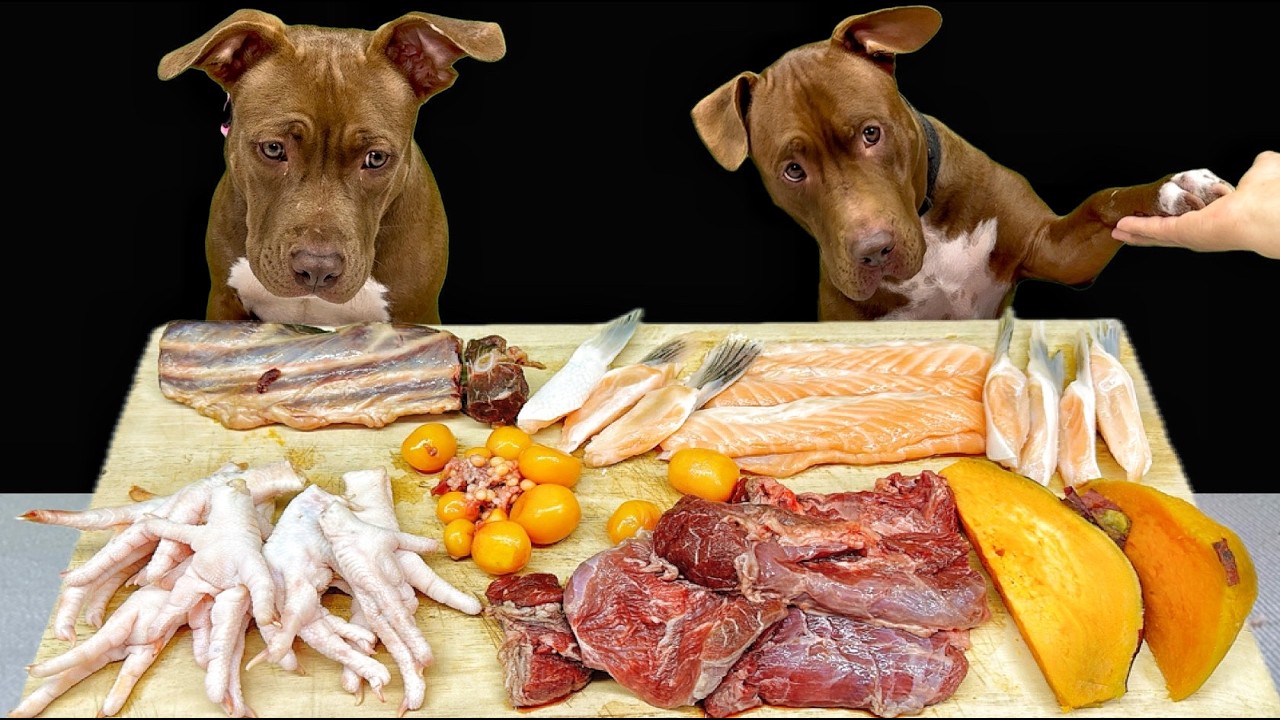 超絶眠くなるASMR!ピットブルがひたすら生肉を食べる咀嚼音がクセになる