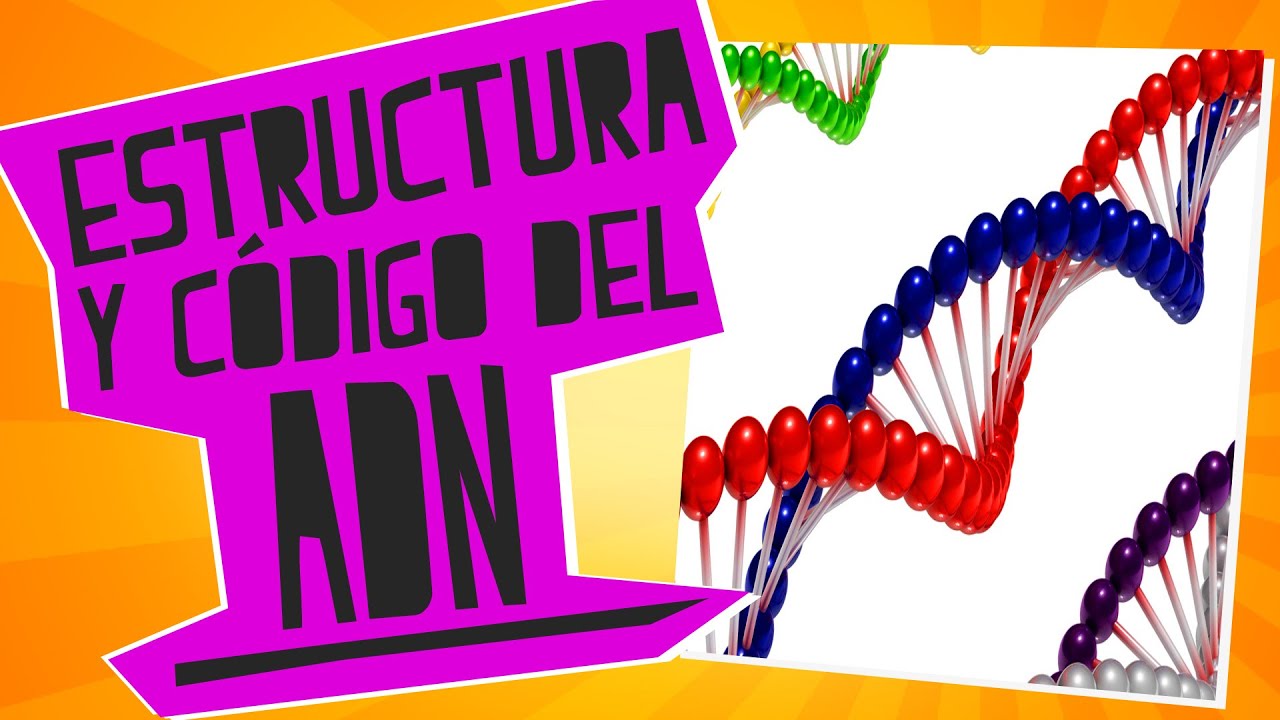 Estructura y código del ADN - Biología - Educatina