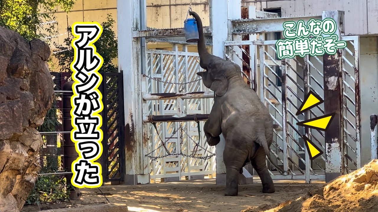 アルンはこんな事も出来ちゃう凄いゾウ🐘　1月12日 上野動物園　アジアゾウ