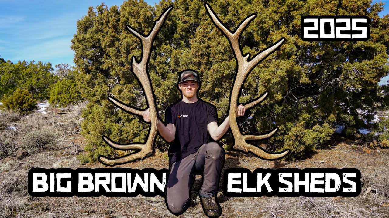 First Brown Elk Sheds of 2025 | Shed Hunting 2025