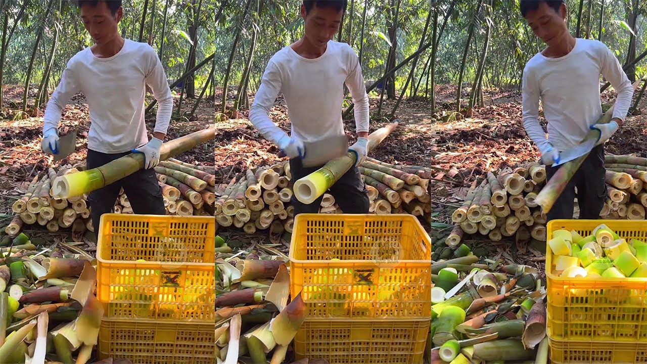How To Cutting Bamboo Shoot Professional EP16 #bamboo #cutting #skills
