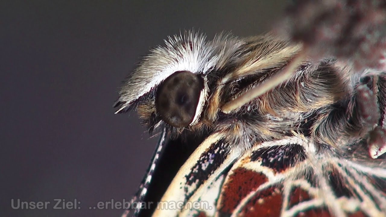 Videna Naturfilme - Videna-naturefilms