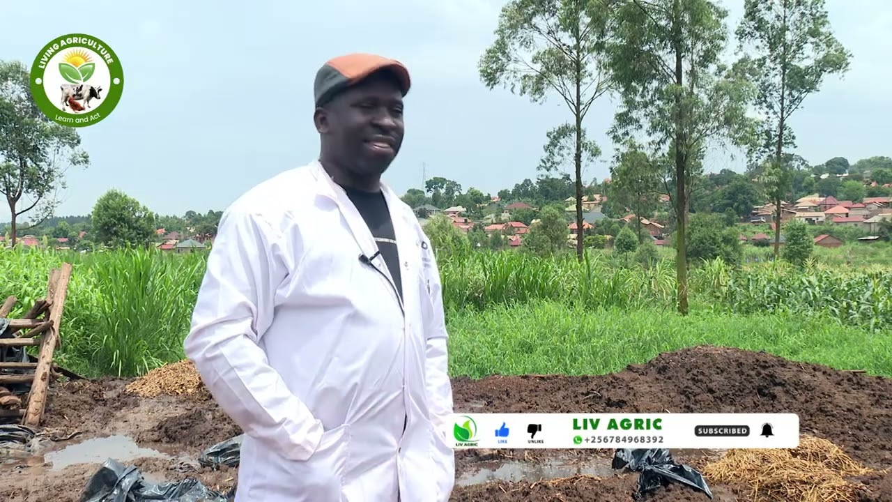 “Dehorning Cattle: The Secret to Higher Milk  Yield, Space and Safer Farms!” Clergy M.M.T dairy farm