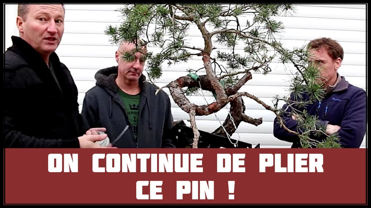 TECHNIQUE pour PLIER un YAMADORI (part III) 🌱 NEJIKAN BONSAI 🌱