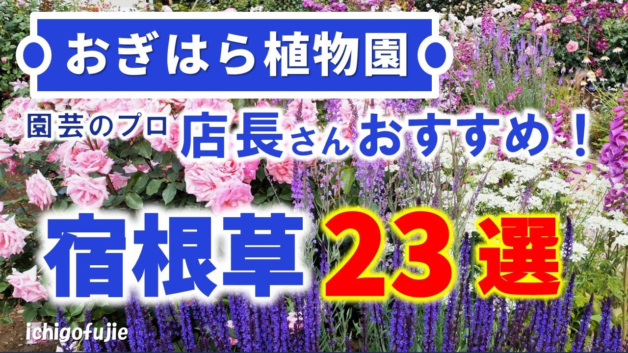 【おぎはら植物園プロ直伝】宿根草のプロ！おぎはら店長さんおすすめの宿根草23選の紹介！バラと競演させたい！バラがなくてもステキに咲く！あしかがフラワーパーク・代々木公園・中之条ガーデンズ・花菜ガーデン