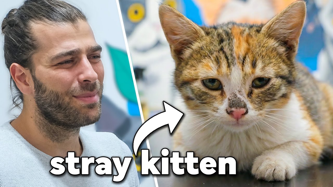 Забота о бездомном котенке! (Очаровательный малыш наслаждается лечением!)