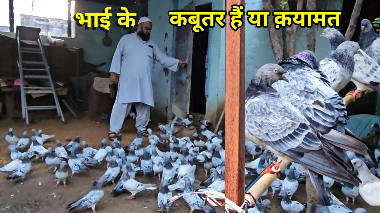 भाई के कबूतर हैं या क़यामत ! Bhai Ke Kabootar Hain Ya Qayamat ! Bajre Kabootar ! Jaipur Tonk Pigeons